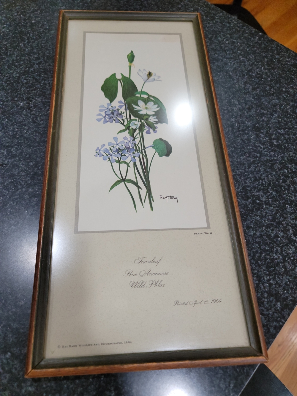 Vintage botanical print titled "Twinleaf, Rue Anemone, Wild Phlox Ray Harm 1964